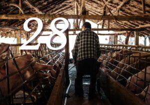 Hog Industry Consolidation