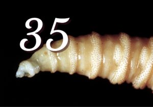 New World Screwworm