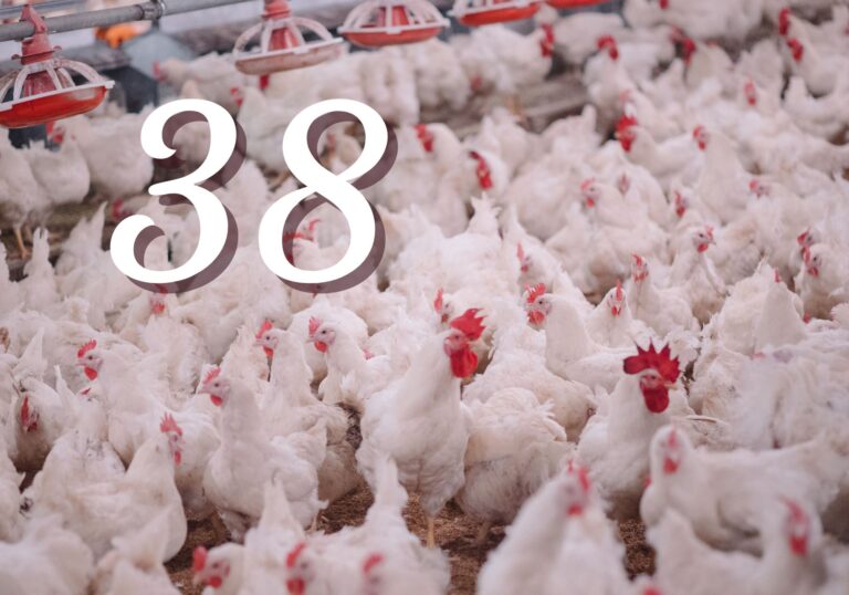 Poultry Industry Consolidation