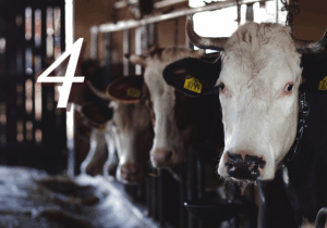 Beef Industry Consolidation 