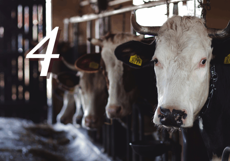 Beef Industry Consolidation 