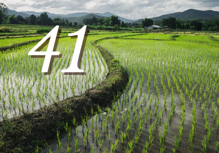 Rice Farmers Under Attack