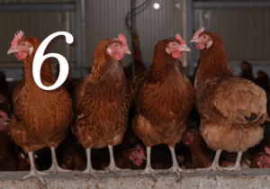 Bird Flu