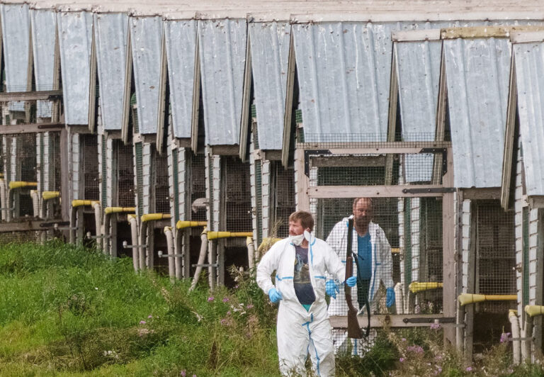 Finland culled mink and foxes in bird flu response — but what’s the real agenda?