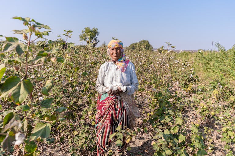 Elderly Indian woman harvesting cotton in a rural field under a clear blue sky, showcasing sustainable agriculture.