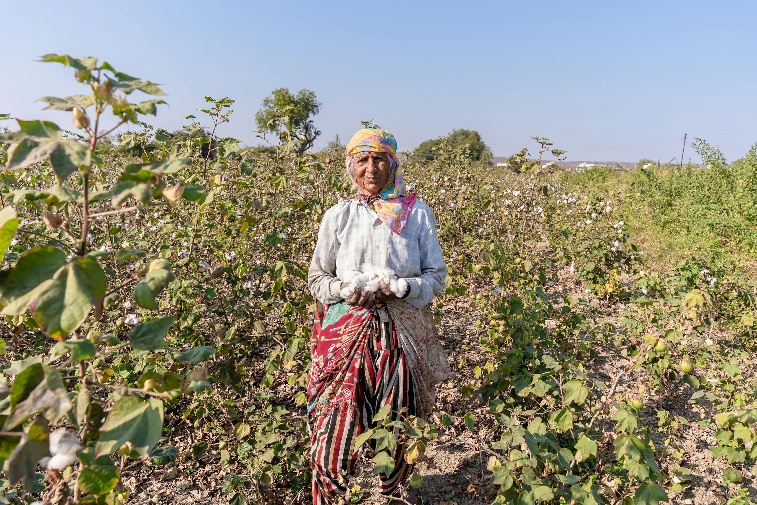 Elderly Indian woman harvesting cotton in a rural field under a clear blue sky, showcasing sustainable agriculture.