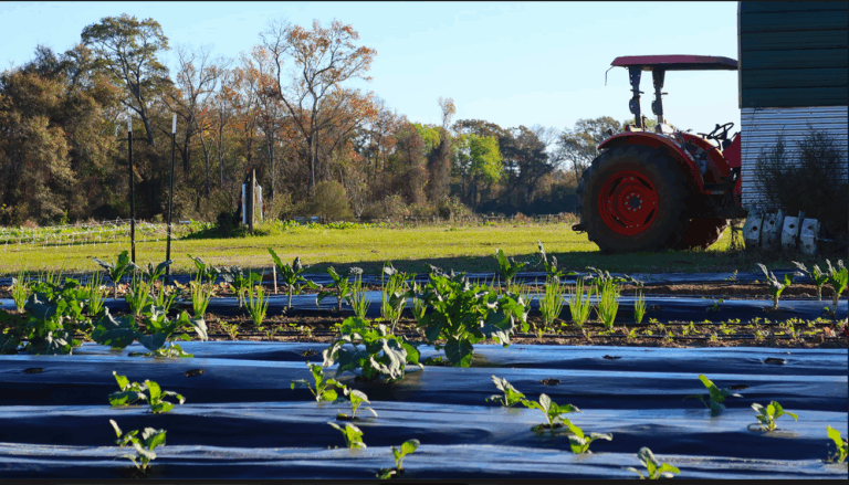 How MAHA can deliver real food reform — five priorities for action