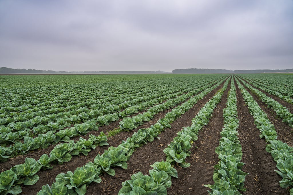Vast rows of green cabbage stretch across a rural farm landscape on a cloudy day.