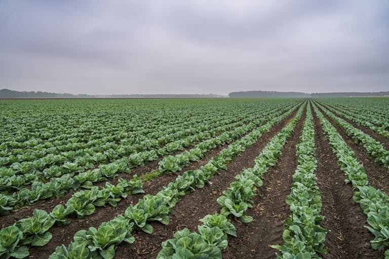 Vast rows of green cabbage stretch across a rural farm landscape on a cloudy day.