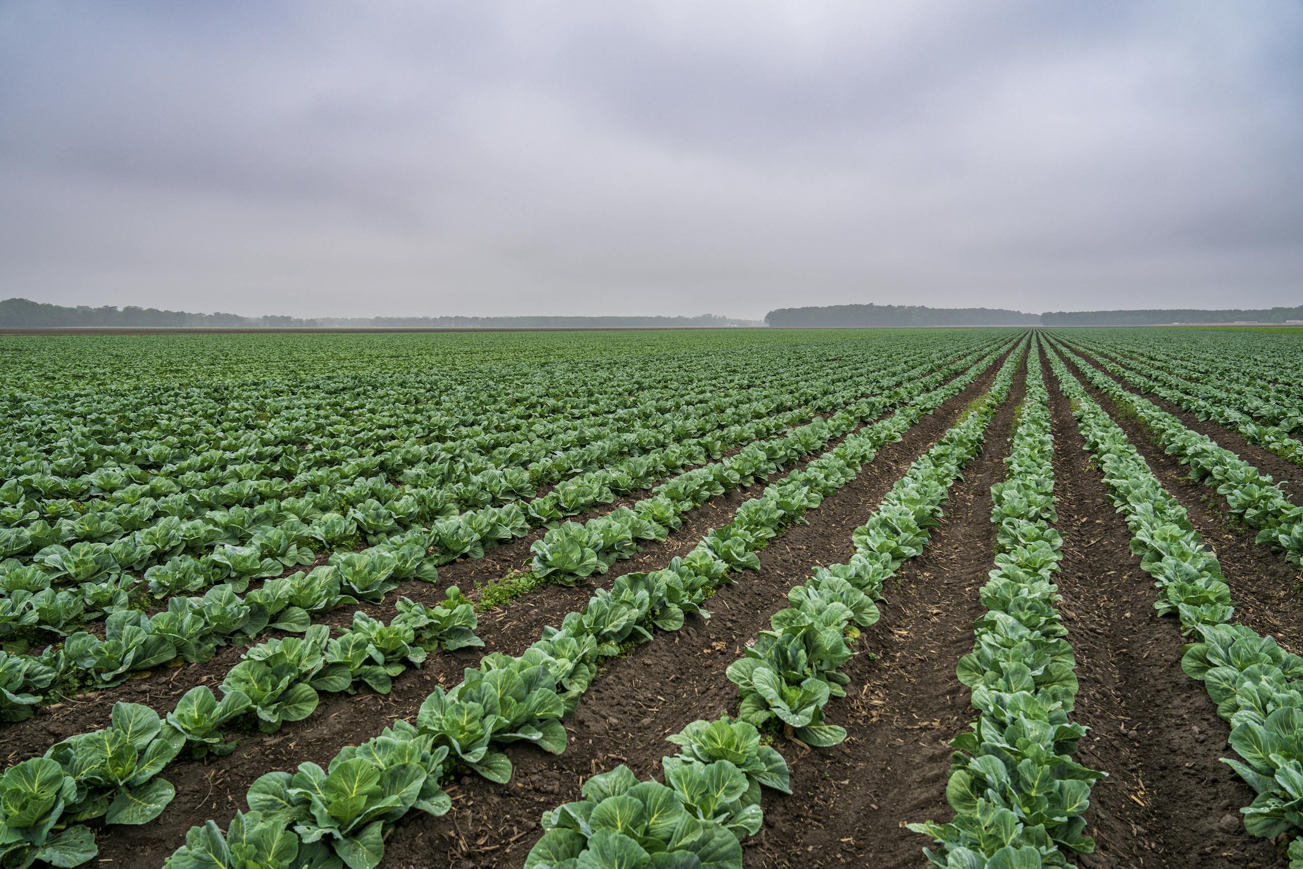 Vast rows of green cabbage stretch across a rural farm landscape on a cloudy day.