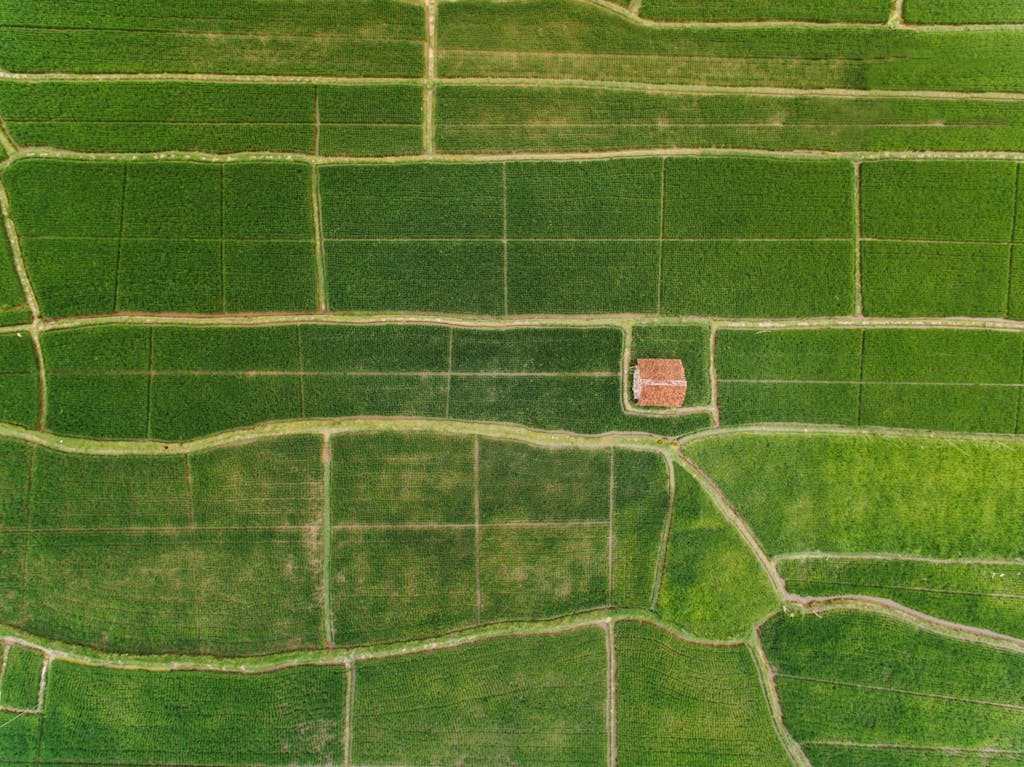 Aerial drone view of lush green farmland with pathways and a small house.