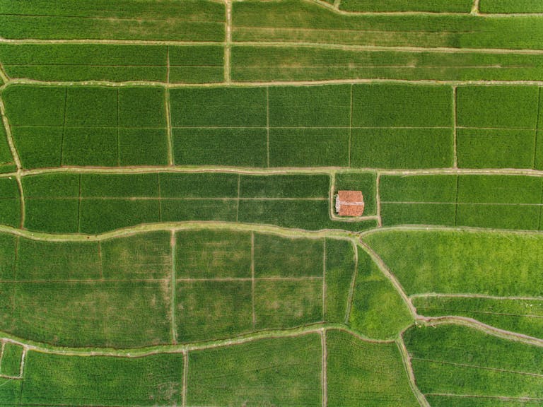 Aerial drone view of lush green farmland with pathways and a small house.