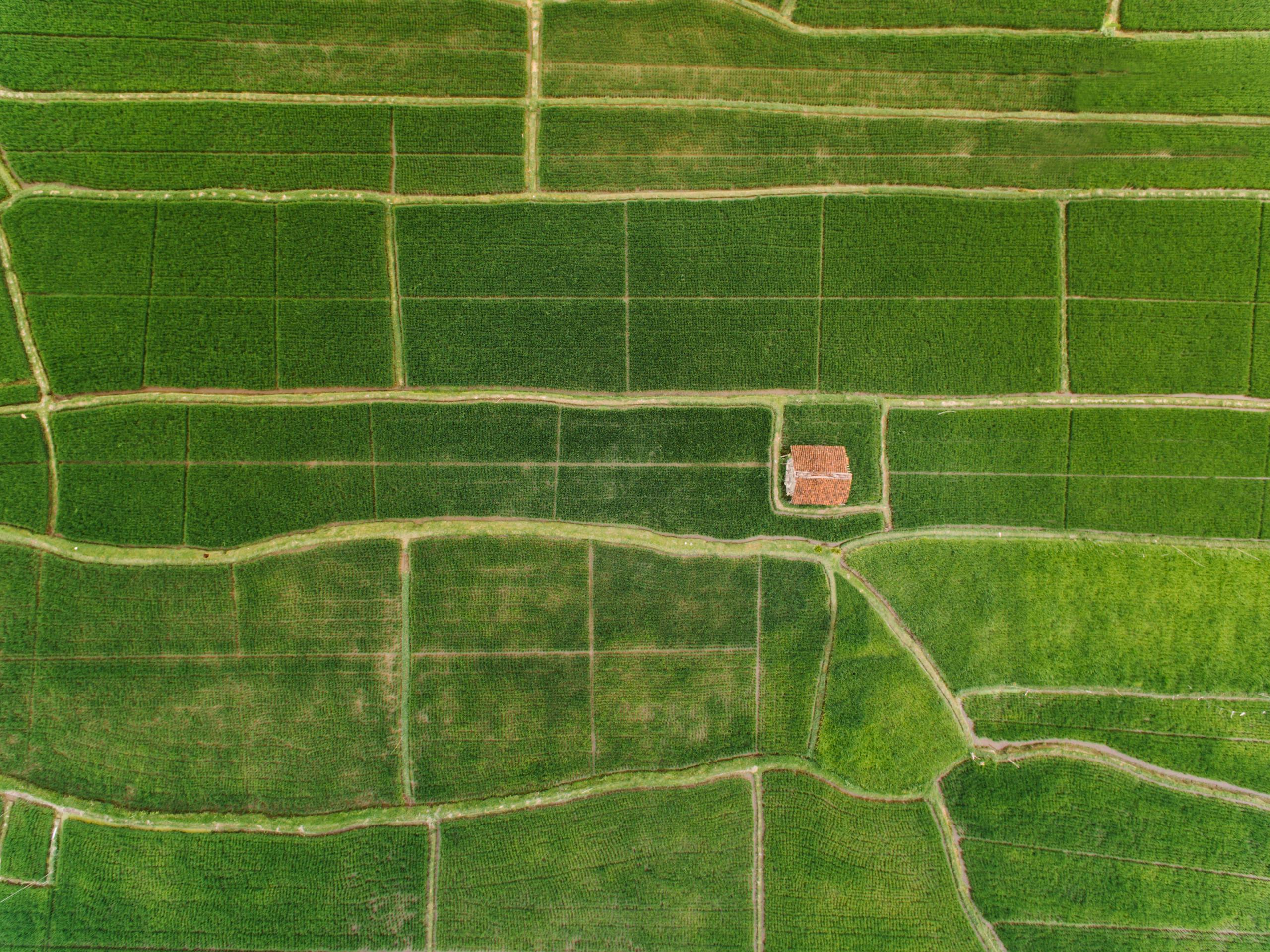 Aerial drone view of lush green farmland with pathways and a small house.