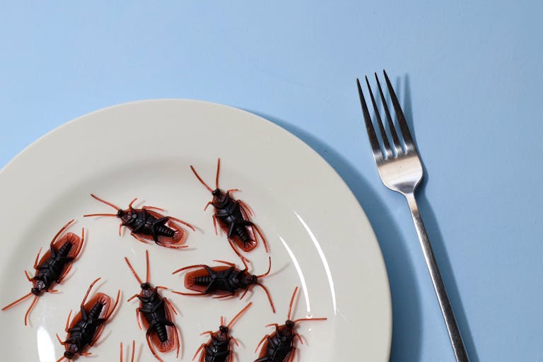 Surreal composition of cockroaches on a white plate with a fork.