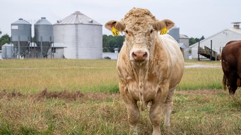 A Charolais cow standing in a farm pasture in North Carolina with silos in the background.