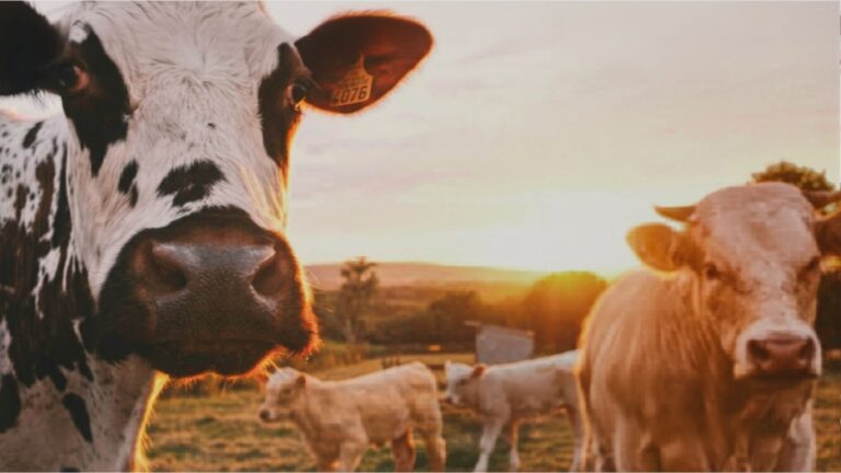 “Green” policies are reshaping food systems and pushing farmers off land