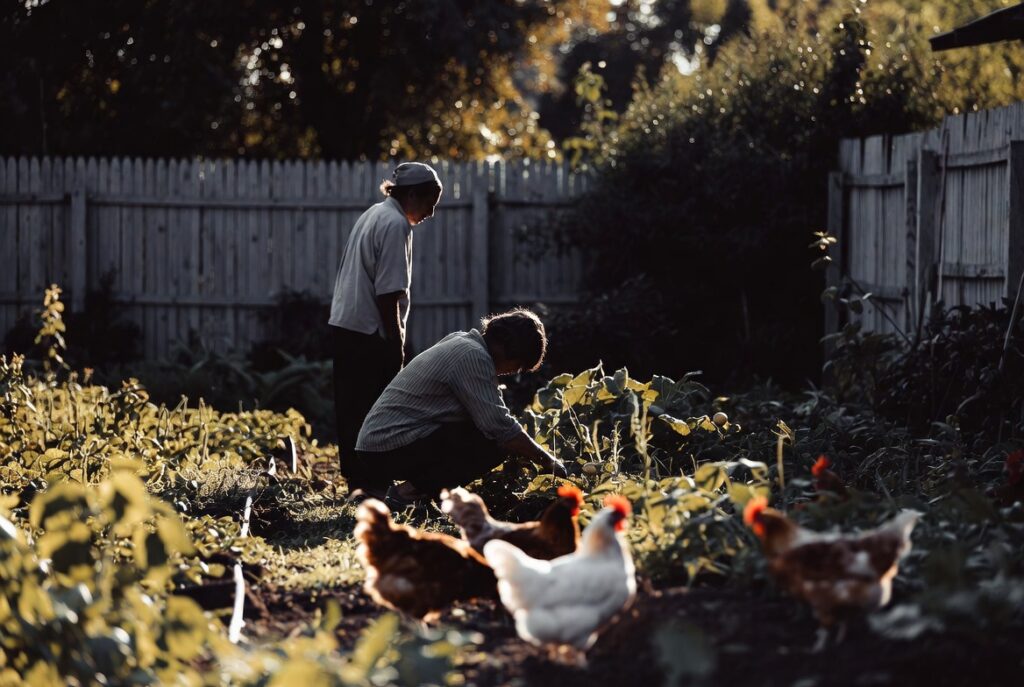 AI-generated image - Two People Tending a Backyard Garden with Chickens