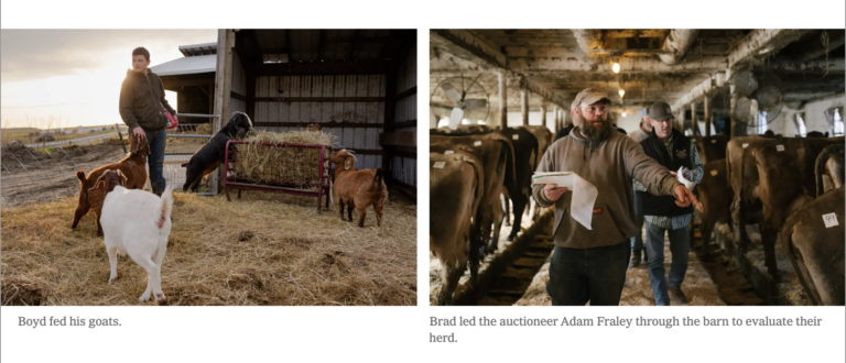 “There’s life after cows” — Inside the forced sale of a family’s final herd