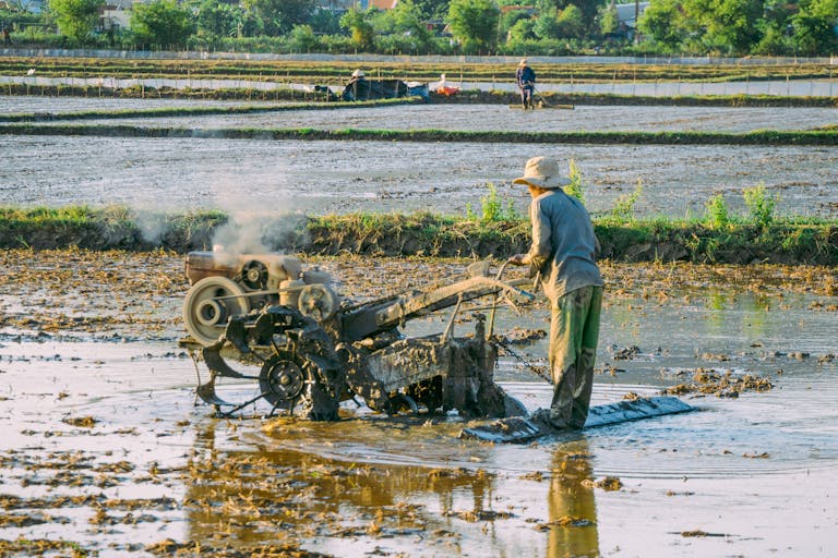 A farmer plowing a rice field in Quy Nhơn, Vietnam using traditional machinery.