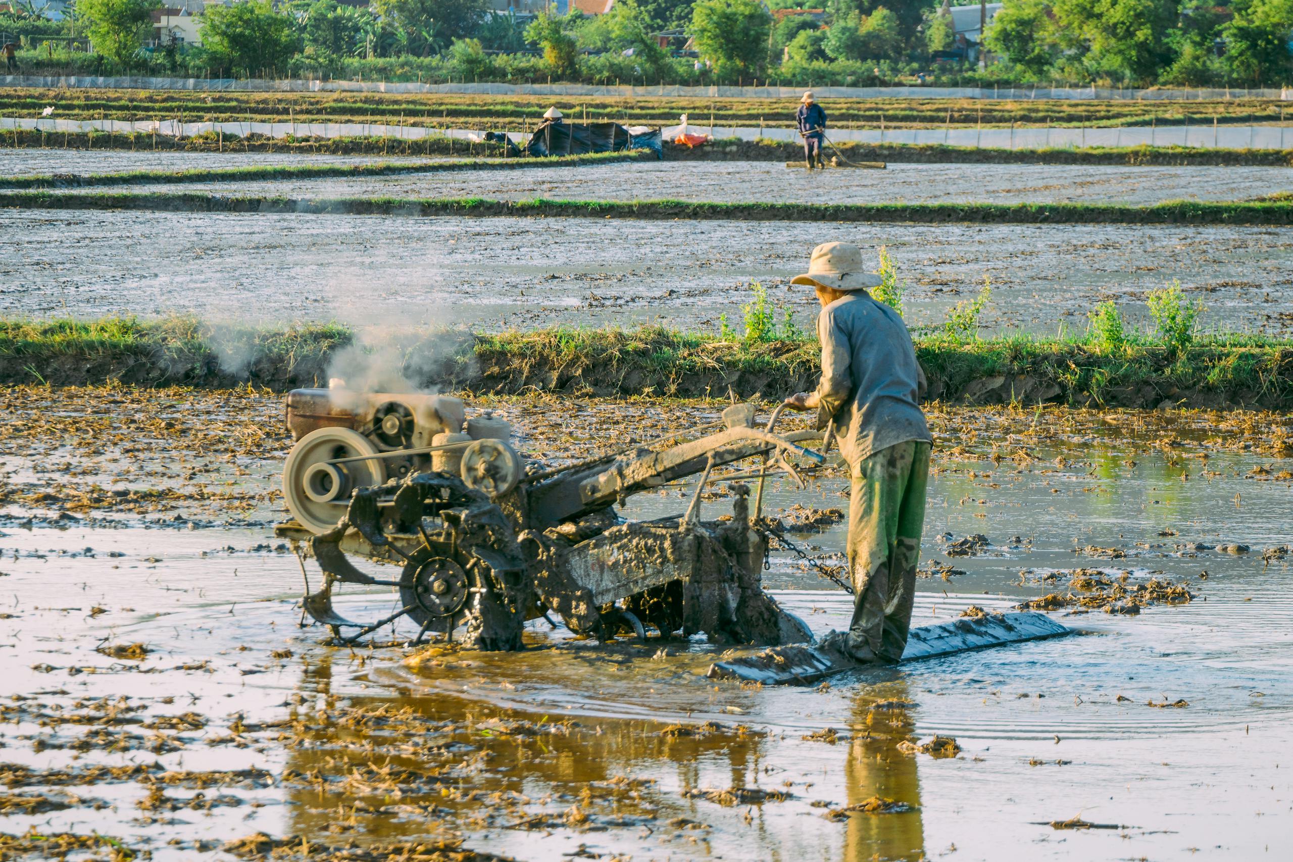 A farmer plowing a rice field in Quy Nhơn, Vietnam using traditional machinery.