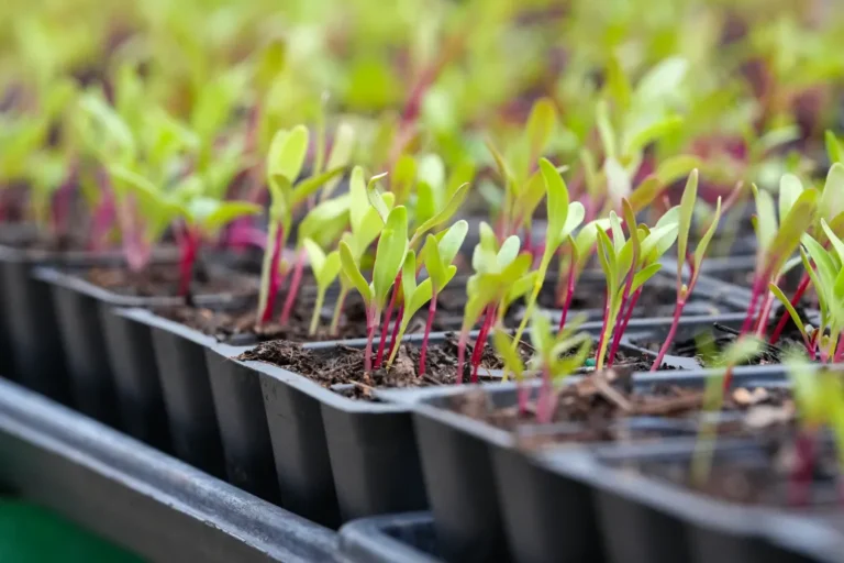 Farm to doorstep — how to find local food networks where you live