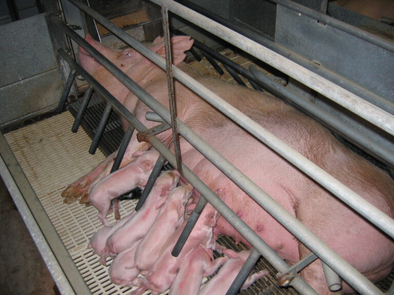Photo by Animal RIghts Advocates Inc., licensed as CC BY-NC-SA 2.0 via Flickr