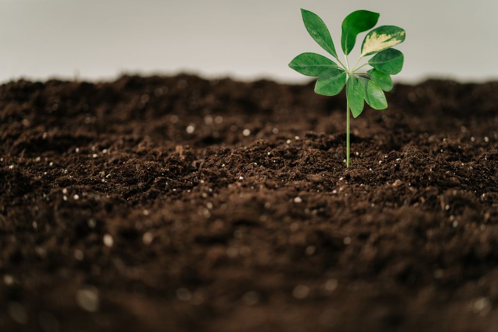 A green sprout emerging from rich soil, symbolizing growth and new beginnings.