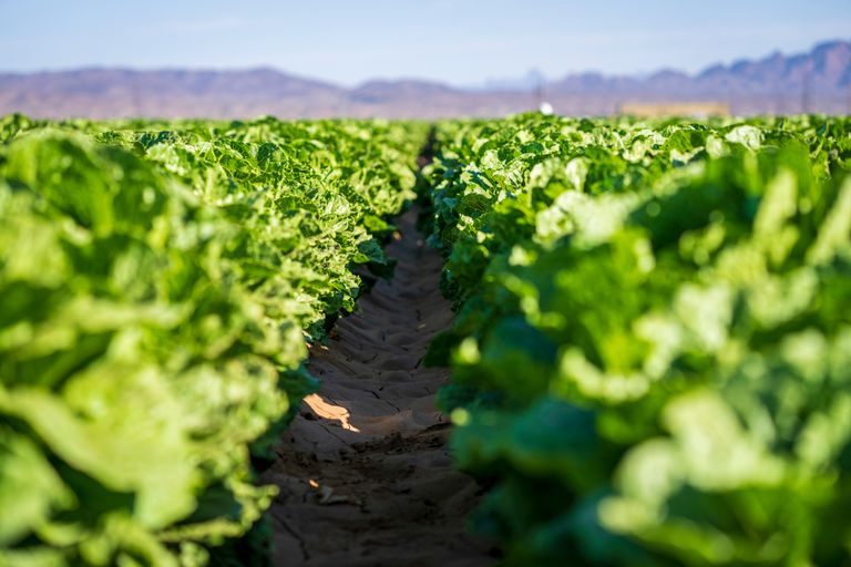 A vibrant lettuce field stretches under a clear blue sky, showcasing agricultural productivity.