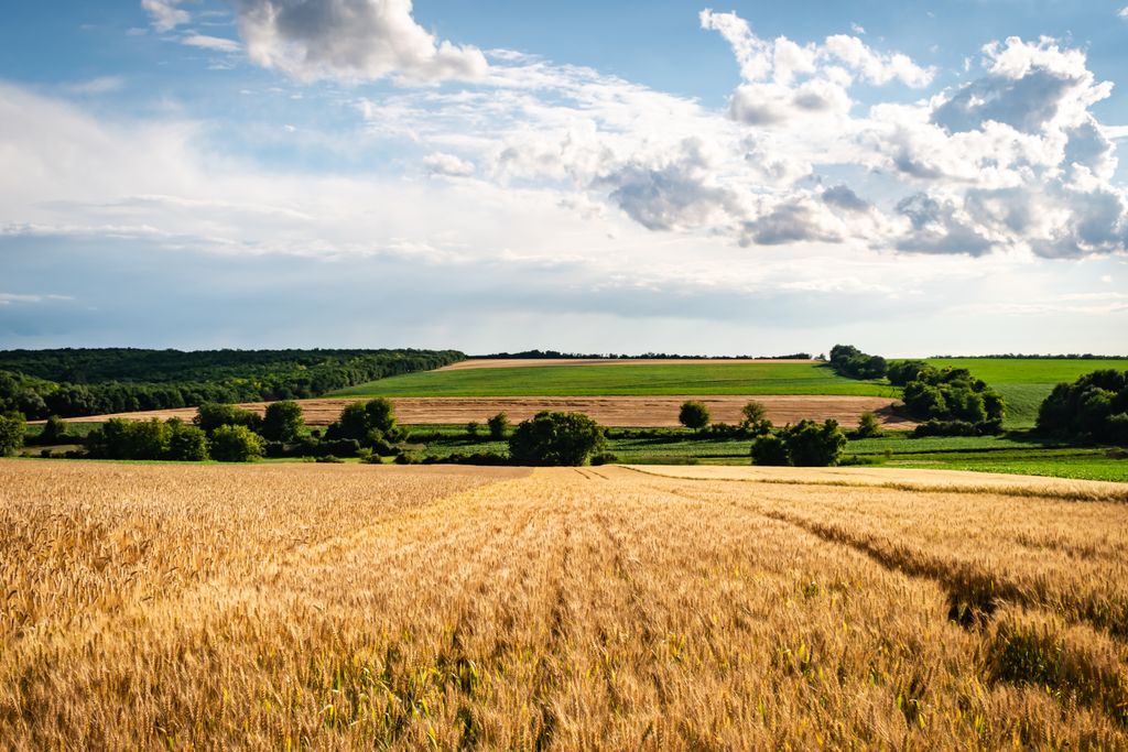 Expansive rural landscape with wheat fields and lush greenery under a blue sky in Himesháza, Hungary.