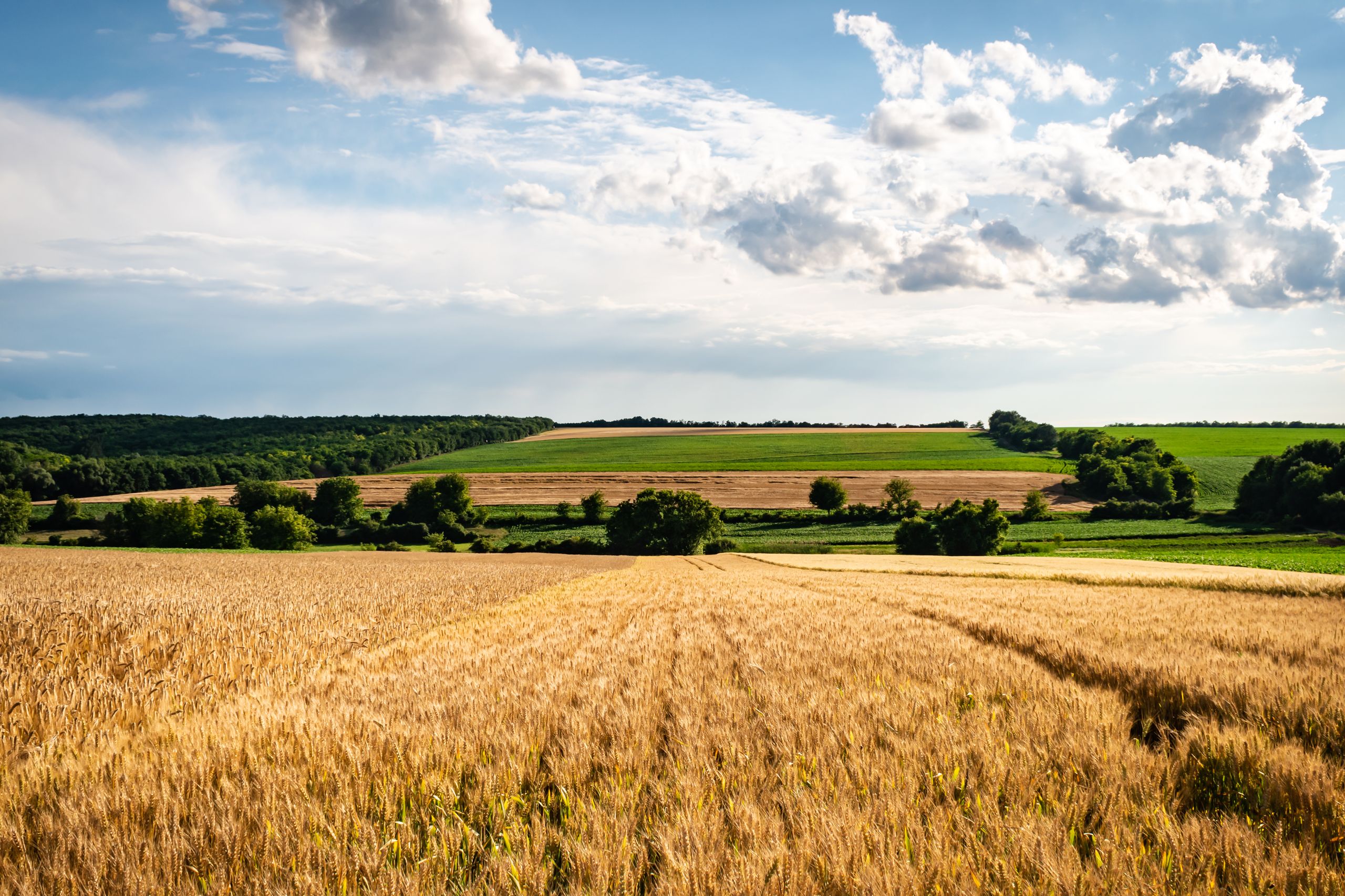 Expansive rural landscape with wheat fields and lush greenery under a blue sky in Himesháza, Hungary.