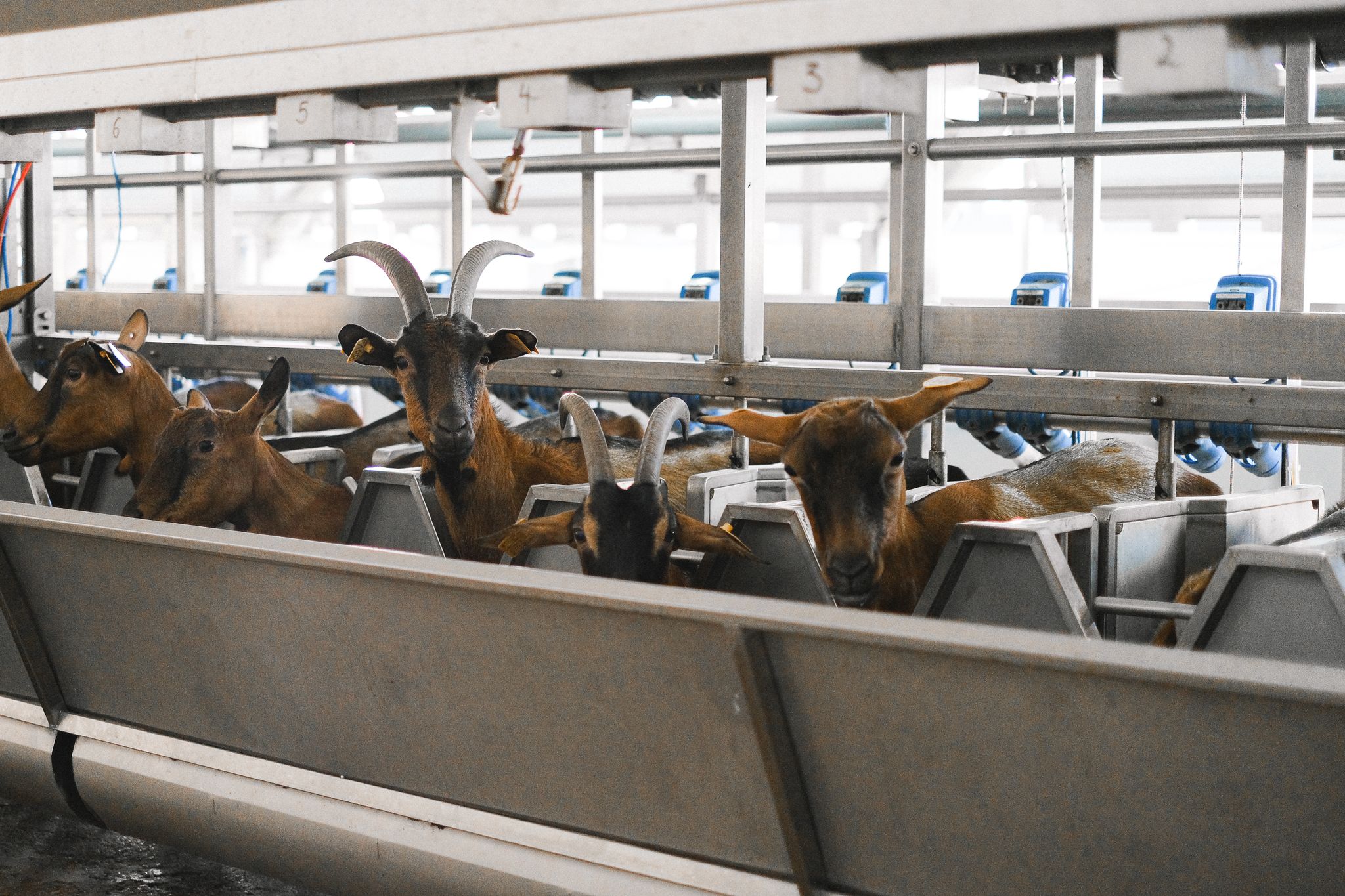 Multiple goats in a modern dairy facility feeding trough, showcasing industrial farming.