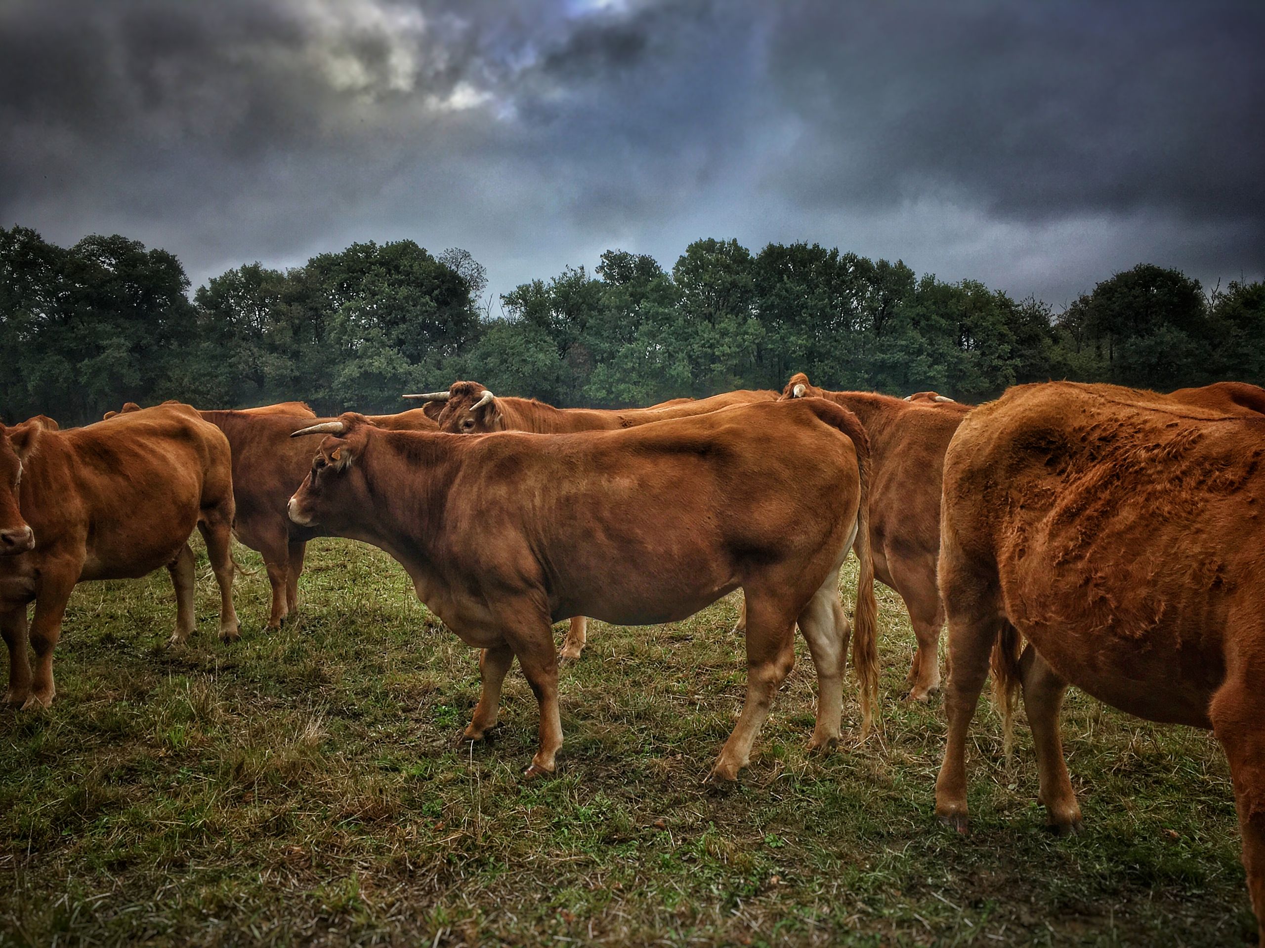 A herd of brown cattle grazing in a field beneath a cloudy, moody sky.