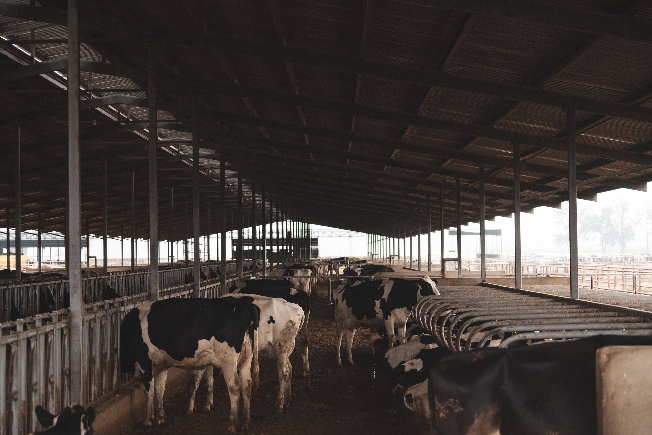 Holstein cows inside a large barn, showcasing a modern dairy farming environment.