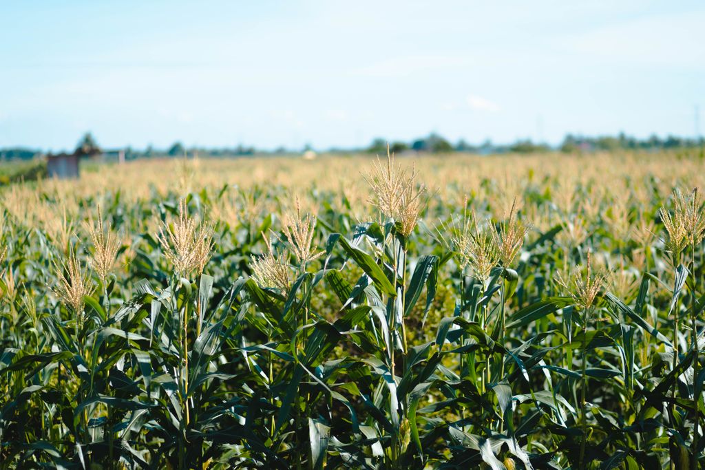 A vibrant cornfield under a clear blue sky in the countryside.