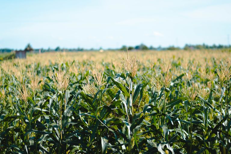 A vibrant cornfield under a clear blue sky in the countryside.