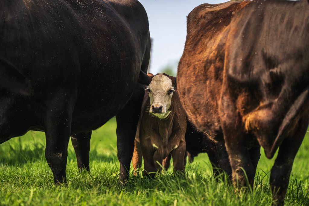 A calf stands between cows in a green pasture, depicting rural life and livestock farming.