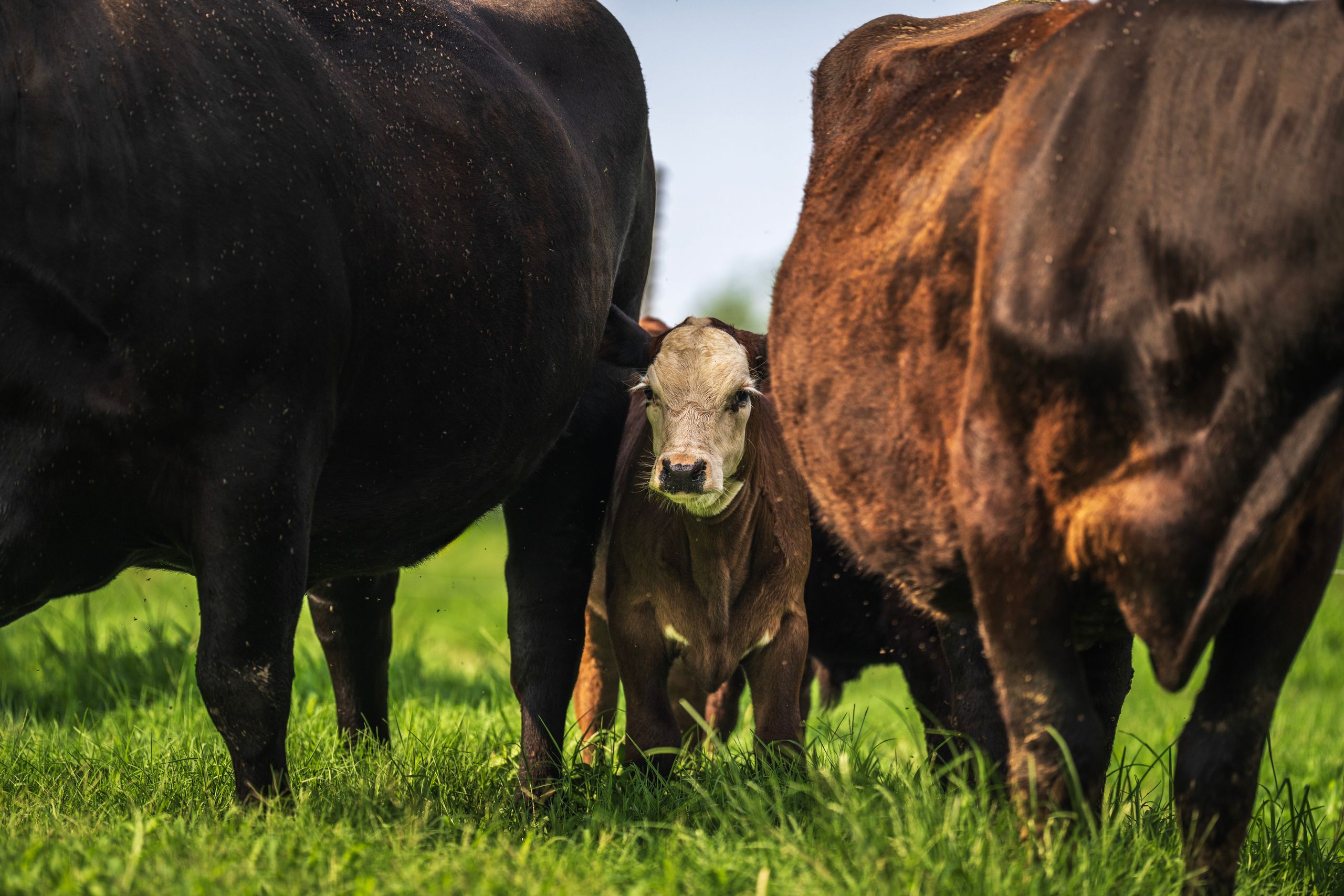 A calf stands between cows in a green pasture, depicting rural life and livestock farming.